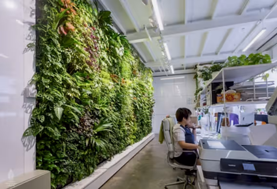 Ofis Bitkilerinin Psikolojik Etkisi Yeşil Görmek 